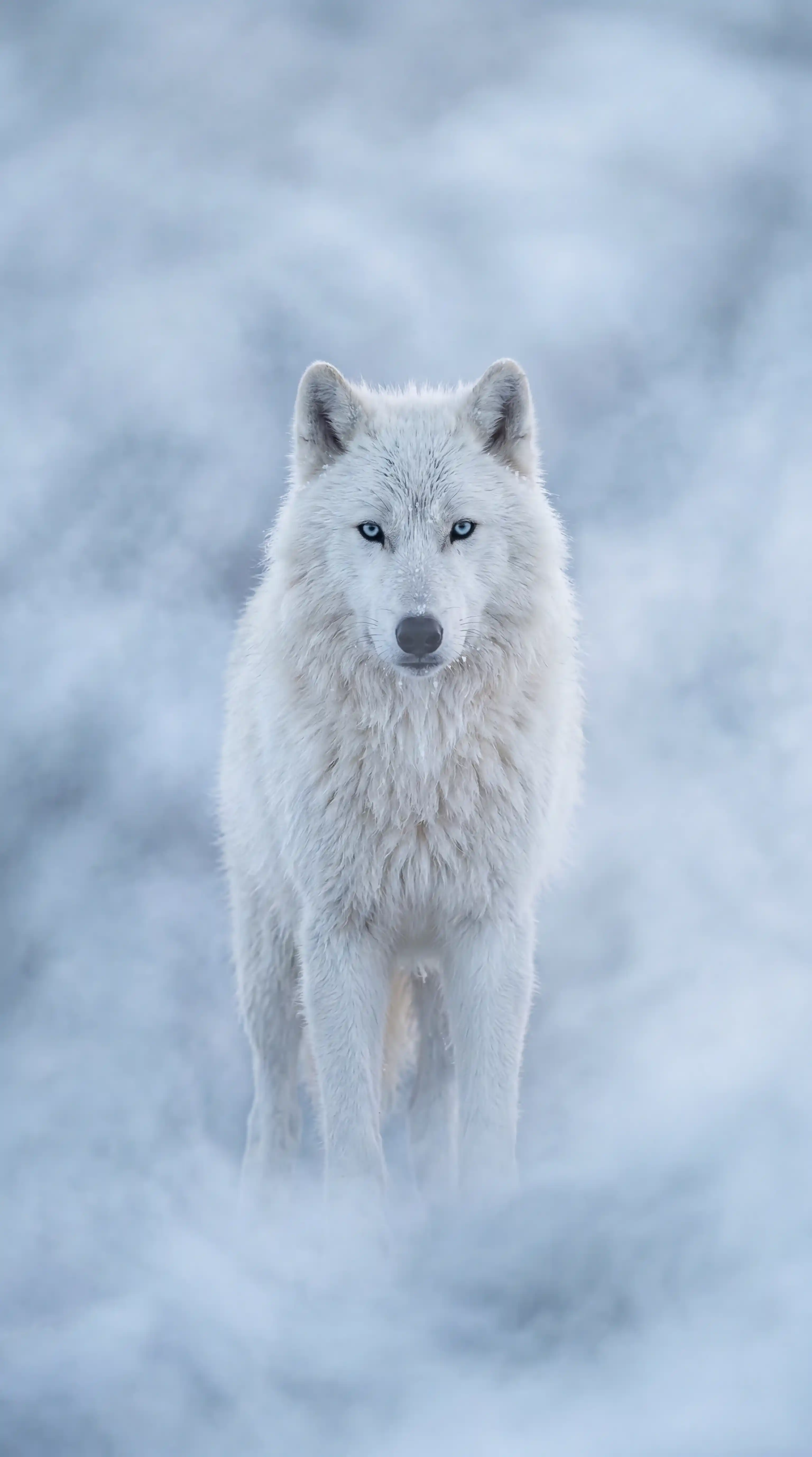 White Wolf in Mist